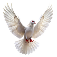 Fototapeta premium White dove with wings spread in flight against background pigeon bird isolated on a transparent background