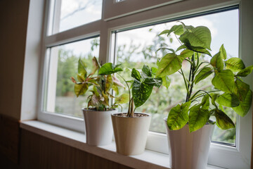 Syngonium Indoor plants stand on the windowsill above the staircase. Beautiful green plants in...