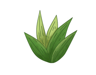 Succulent Green Plant Leaves – Decorative Botanical Illustration