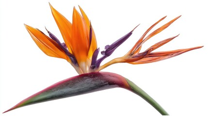 Closeup Image Of Bird Of Paradise Flower With Vibrant Colors And Water Droplets