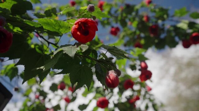 
Close-up view of vibrant red Abutilon pictum flowers on a tree branch, capturing the beauty of nature.