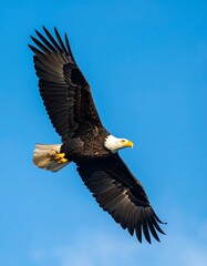 Obraz premium Bald eagle in flight against a clear blue sky