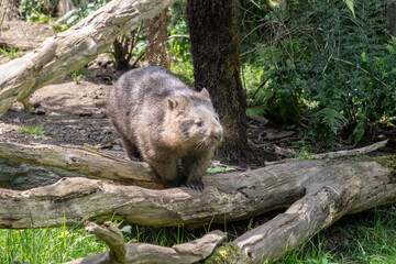 Common Wombat Vombatus Ursinus