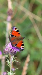 Obraz premium Close-up of a Painted Lady butterfly on a thistle
