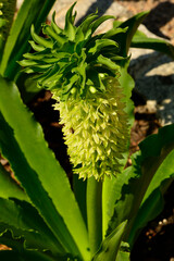 kwitnący eukomis, warkocznica, eukomis, lilia ananasowa, eucomis autumnalis, pineapple flowers, pineapple lilies, blooming pineapple lilies in the garden
