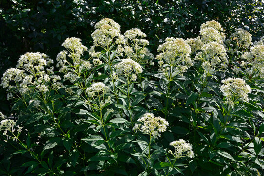 sadziec z białymi kwiatami, białe kwiatostany sadźca, Eupatorium, hemp-agrimony, boneset, thoroughwort, snakeroot