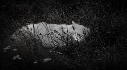Hidden Beauty: A monochrome portrayal of a solitary feline peacefully resting in long grass,...
