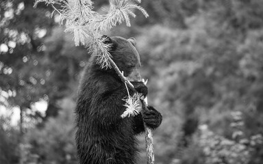 Curious Bear in Monochrome: This striking black and white capture shows a bear engrossed in a...