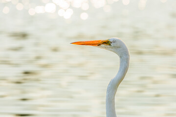 Garza Blanca en el lago mayor del Bosque de Chapultepec