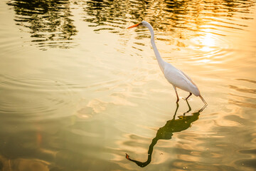 Garza Blanca en el lago mayor del Bosque de Chapultepec
