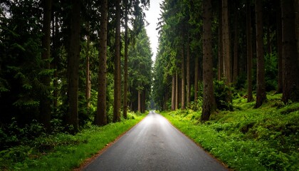 Obraz premium Forest road with trees, nature, and asphalt.