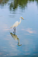 Garza Blanca en el lago mayor del Bosque de Chapultepec