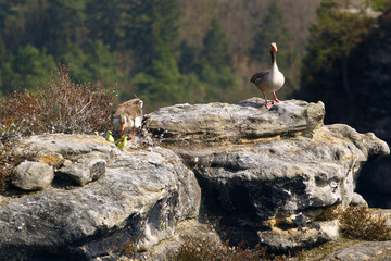 Goose Family on Rocky Cliffs in Saxon Switzerland National Park
