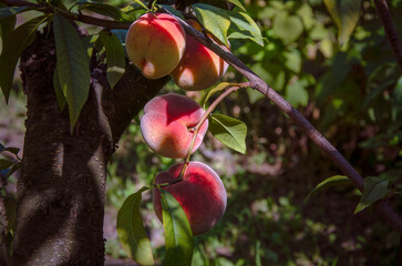 Peaches on a branch growing in a garden.