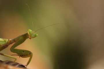 green praying mantis