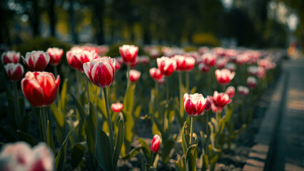 Fototapeta premium Red and White Tulips Blooming in Park Alley