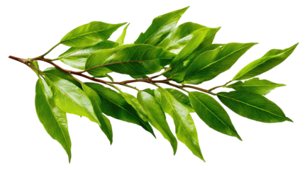 Close-up of a sprig of vibrant green leaves with a slender stem.  The leaves are oval-shaped with serrated edges, exhibiting a glossy sheen