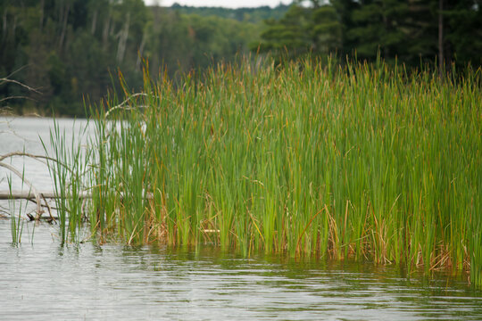 reeds in the lake