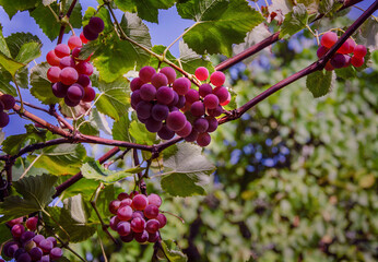 Grape vines against the sky, growing in the garden.