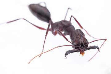 Odontomachus chelifer - typical trap-jaw ant