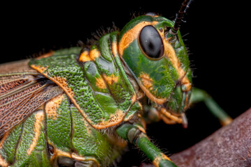 Adult Soldier Grasshopper (Chromacris speciosa)
