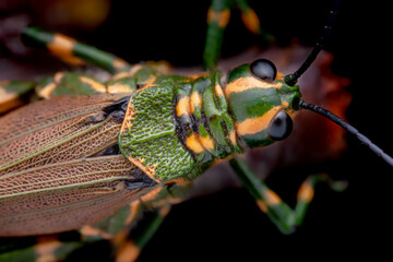 Adult Soldier Grasshopper (Chromacris speciosa)