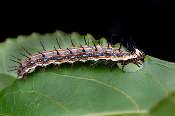 Dione vanillae maculosa caterpillar  - passion vine butterfly