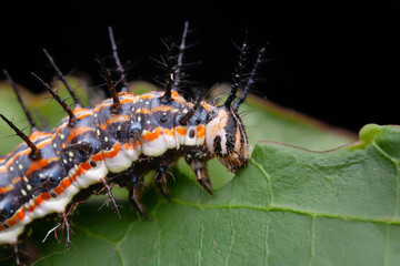 Dione vanillae maculosa caterpillar  - passion vine butterfly