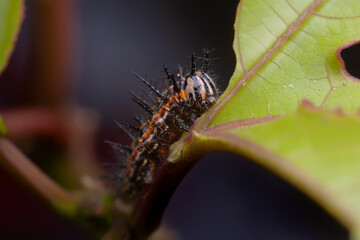 Dione vanillae maculosa caterpillar  - passion vine butterfly