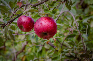 Red apples on a branch after rain, growing in the garden.