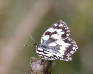 ali bianche e nere (Melanargia galathea)