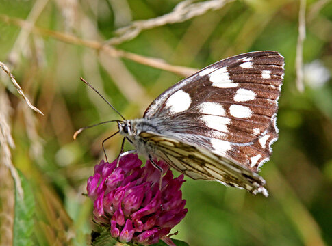 Melanargia galathea su trifoglio