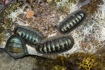 Chiton Group with Textured Shells on Shoreline Rock