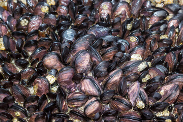 Beaked Mussel Cluster Attached to Rocky Shore