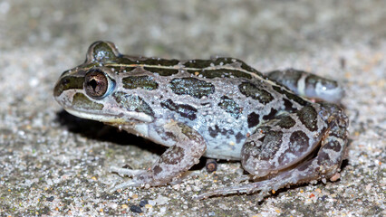 Fototapeta premium Spotted marsh frog resting on sandy ground
