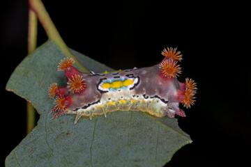Moth caterpillar with hornlike projections resting on leaf