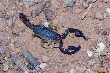 Black Rock Scorpion on Red Earth Surface