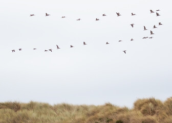 Flying seabirds over grasslands