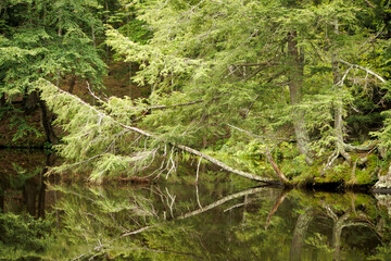 moss-covered tree over the water