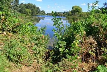 Teasels and other wild flowers around the Lake at Leybourne