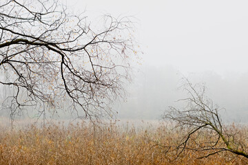 Tranquil Scene of Bare Tree Branches in a Misty Field of Tall Grass and Foggy Background