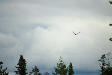 An eagle in flight on a cloudy day