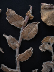 Rama de planta seca con hojas contextura, vellosa, color marrón sobre fondo negro