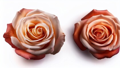Beautiful Rose Flower on White Background - High-Resolution Isolated Rose Image