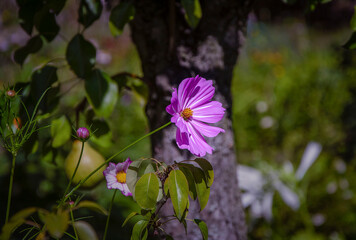 Close-up of cosmos flower against pear trees growing in garden.