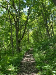 Fototapeta premium path in the forest hiking in the woods
