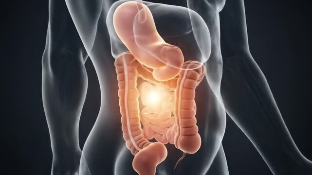 Anatomical illustration showing the human digestive system in the torso area