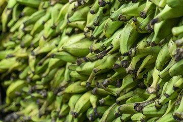 Green plantains stacked in bulk, ready for distribution or market sale.