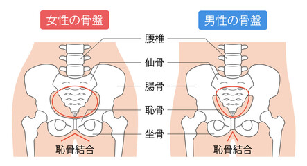 男性と女性の骨盤