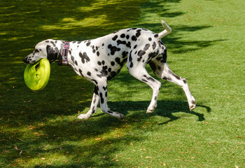 Dalmatian dog playing with yellow ring toy on grass in sunny park, active playful pet outdoors